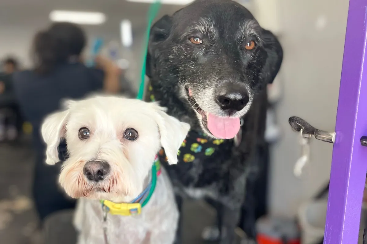 Two dogs smiling at the camera
