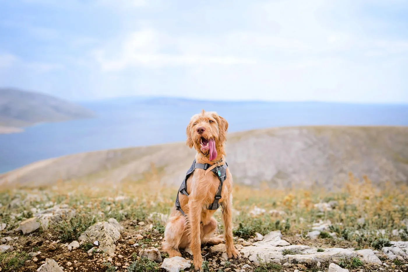 A dog posing on a ridge above a lake