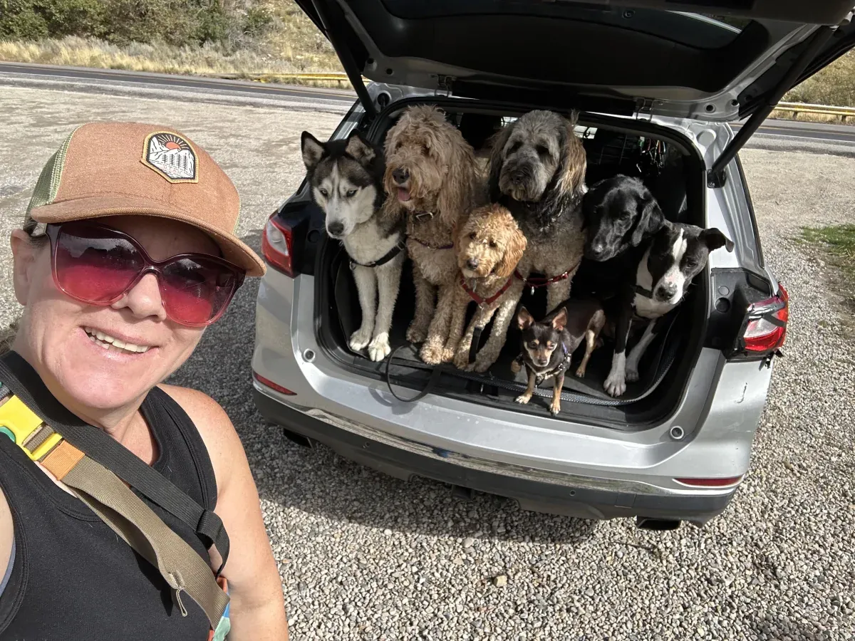 Dogs riding along in the back of the hiking vehicle