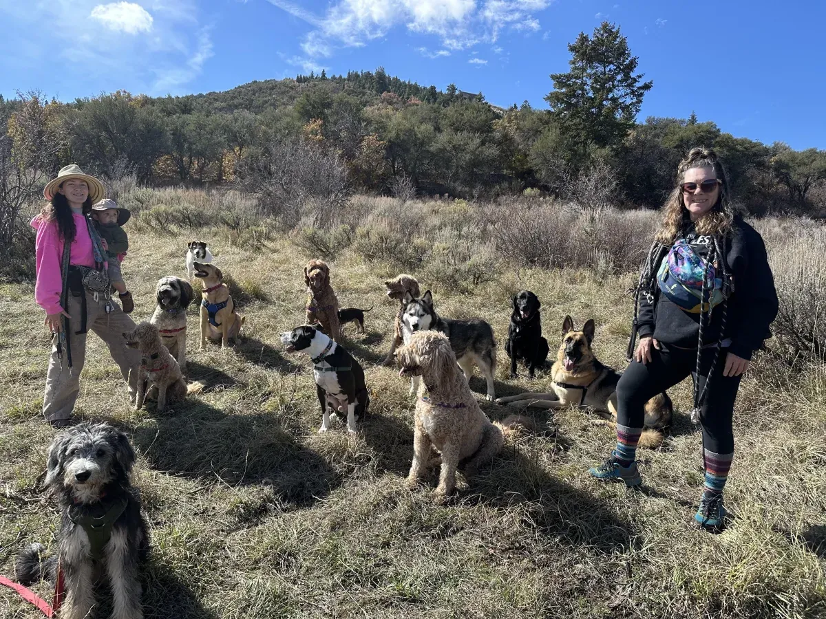 A small pack of dogs with their guide on a Wasatch foothill trail