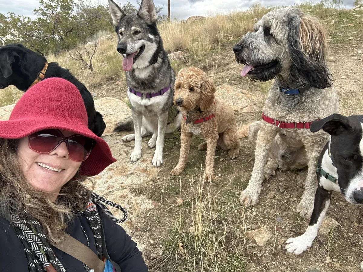 Dogs resting on a dry hillside