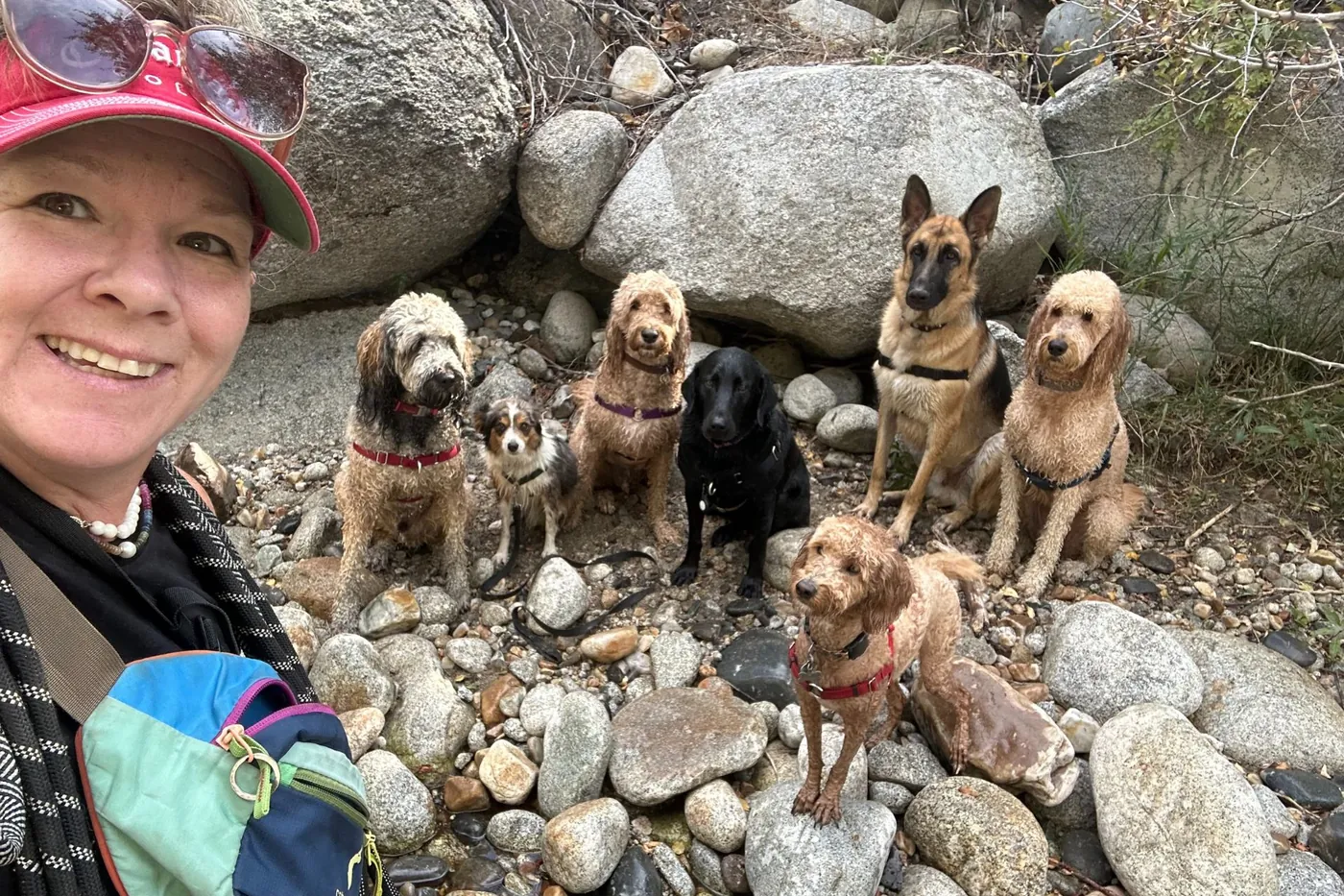 Dogs sitting together on river rocks