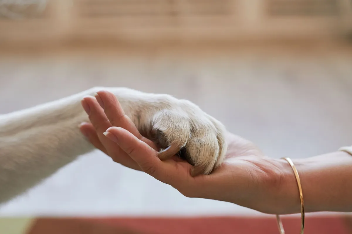 A dog resting a paw in a hand