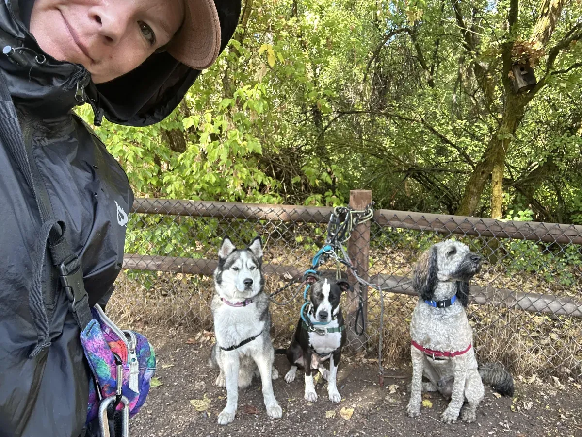 Three dogs waiting calmly at a fence